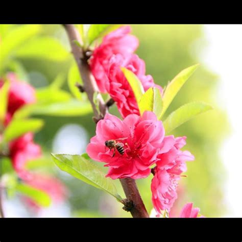 如何旺桃花|旺桃花運的五大民間秘術，讓愛情快速降臨 